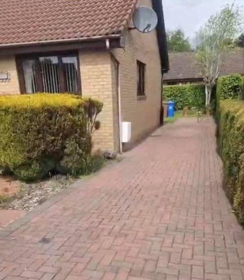 Path between the hedges, cleaned by Steam King